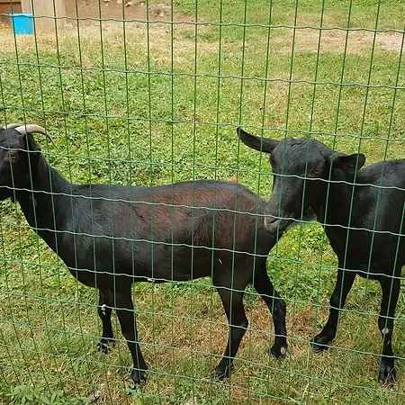 Gospodarstwo wiejskie Rural La Soleia D'oix Oix